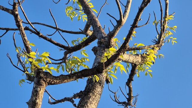 New Green Leaves Sprouting on Tree Branches Against Blue Sky