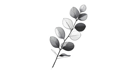 A single leafy eucalyptus branch stem. © SITI