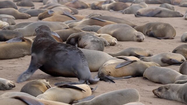 Seals at Cape Cross Seal Reserve, one of the largest colonies of Cape fur seals in the world, on the Skeleton Coast in Namibia.