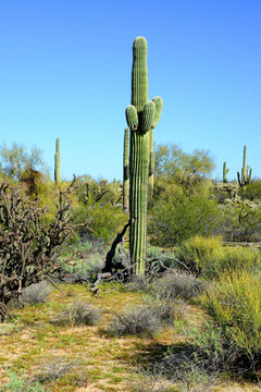 Old Saguaro Cactus Sonora desert Arizona