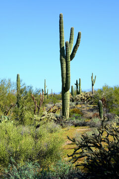 Old Saguaro Cactus Sonora desert Arizona