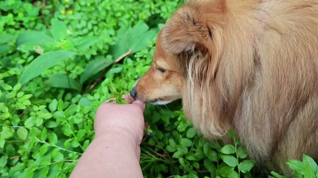 Close up of a fluffy ginger dog hungrily eating and picking fresh wild bilberries one by one from a green bush, showing natural canine appetite and pet wellness in a forest