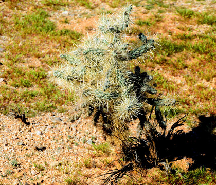 Cholla cactus, Sonora Desert, Mid Winter