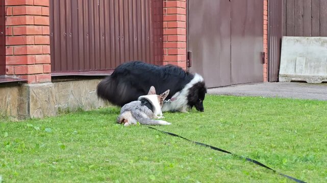 Two dogs showing playful aggression and then demonstrating calming signals and submissive behavior on a green grass in real-time
