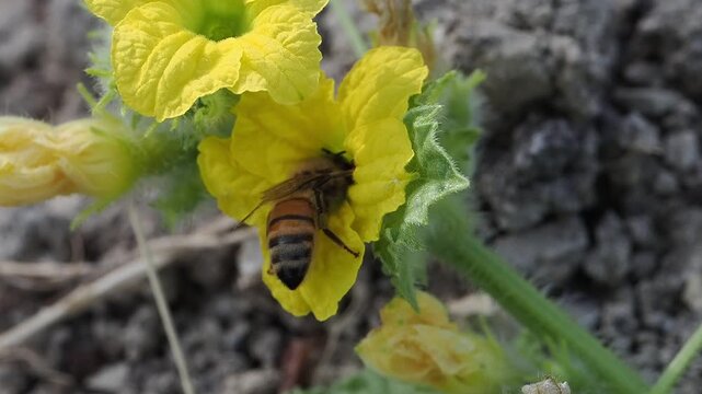 A honey bee collecting nectar and pollen while pollinating bright yellow melon flowers in slow motion. The bee moves gracefully from one blossom to another, 