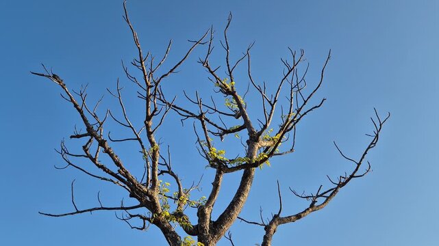 New Green Leaves Sprouting on Tree Branches Against Blue Sky