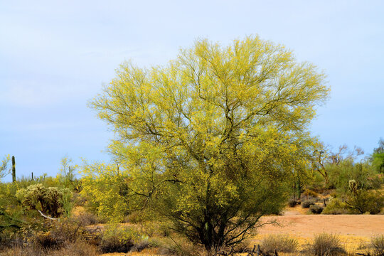 Palo Verde Tree, Sonora Desert, Mid Winter