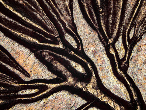 Engraved branch detail on a 1974 French 50 francs coin under microscope