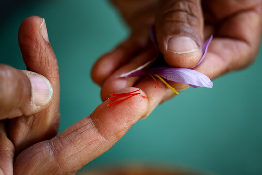 Harvesting saffron stigmas by hand from Crocus sativus flower