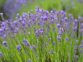 Obraz premium lavender flowers in the field