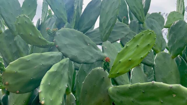 Green prickly pear cactus paddles
