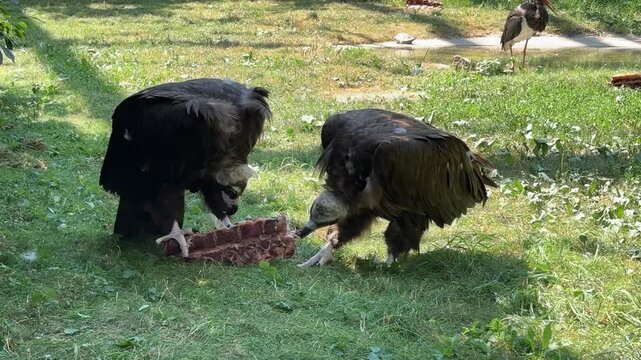 Black Vultures Feeding on Raw Animal Carcass on the Ground