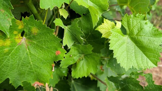 Grapevine leaves infected with downy mildew (Plasmopara viticola) showing yellow spots and dry brown lesions in a vineyard.