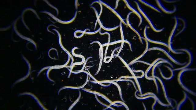 Microscopic background of dense nematode worms swarming in water drop under 40x darkfield magnification