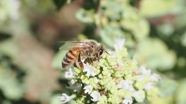 A honey bee foraging on blooming marjoram flowers in stunning slow motion. The bee moves delicately from flower to flower, collecting nectar and pollen while showcasing the vital role of pollinators 