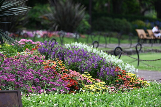 日比谷公園の花壇に咲く色鮮やかな季節の花々  
Vibrant seasonal flowers blooming in the garden beds of Hibiya Park
