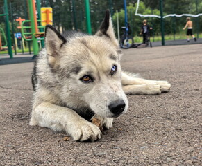 A husky dog lies on the asphalt and eats a sausage. A playground and people can be seen in the background. © OKSANA