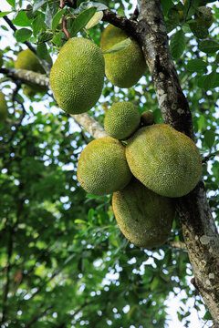 Green jackfruit grow on the Jack fruit tree