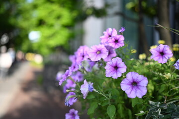 Obraz premium 鮮やかな紫色のペチュニアが咲く街角の花風景 Vibrant purple petunias blooming along an urban walkway 