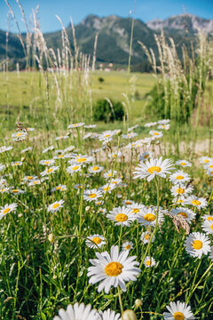 Daisies blooming in a vibrant green meadow with towering mountains under a clear blue sky, capturing summer nature and beauty