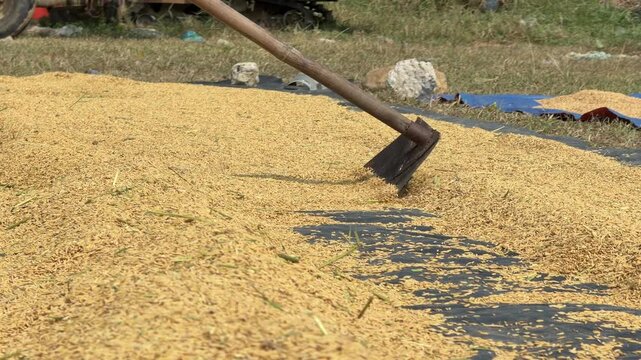 A farmer mixes harvested rice on a drying area under sunlight as part of routine work during harvest time. Farm work