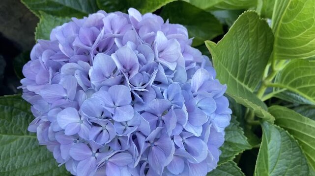 Hortensia or Hydrangea flowers close up in the garden of Tenerife, Canary islands, Spain,4K.	