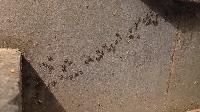A colony of black ants marching in line on grey concrete structure or stairs outdoors high-angle close-up view of insects activity and team work behavior in urban environment on sunny day layout.