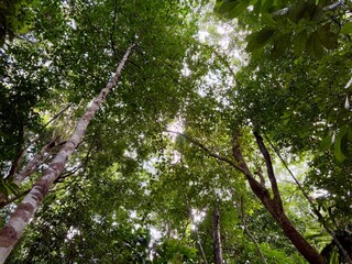 Fototapeta premium Looking Up at Tall Trees and Green Canopy in Tropical Rainforest