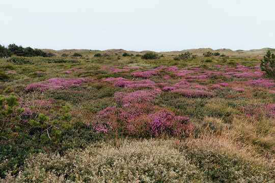 ast coastal heathland landscape covered in blooming purple heather