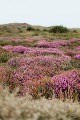 Fototapeta premium ast coastal heathland landscape covered in blooming purple heather