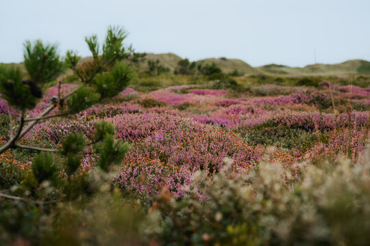 ast coastal heathland landscape covered in blooming purple heather