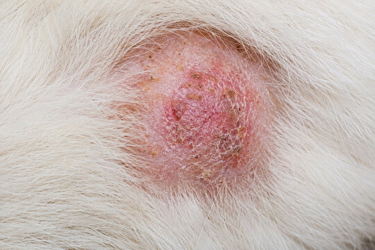 Inflamed skin lesion with crust on a dog back. Closeup view of an infected bump or abscess on white animal fur. Veterinary medicine concept for dermatology diagnosis and pet health.