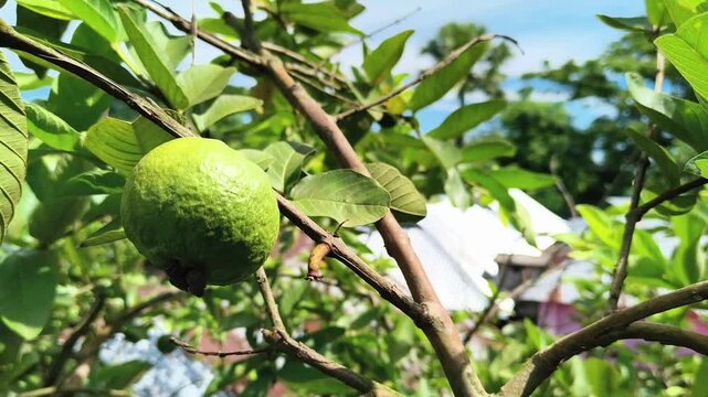 Green guava fruit on tree branch. Tropical guava tree with leaves and unripe fruit.