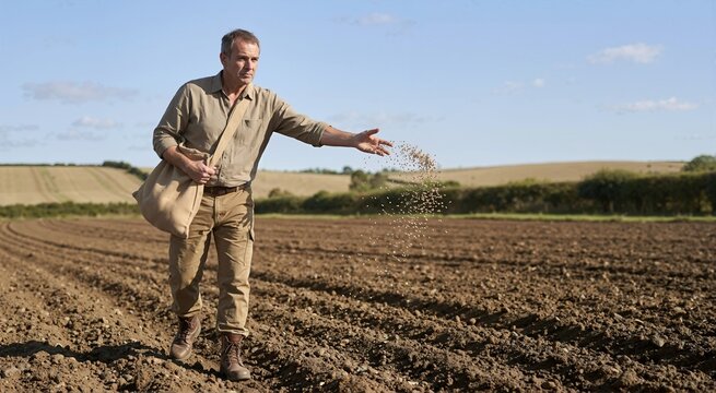 Farmer scattering seeds by hand on tilled soil in a field. Man planting crops under a bright blue sky. Traditional agriculture and biblical parable concept