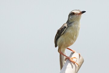 The common warbler inhabits large swamps in the wild in Thailand. © nopwaratch