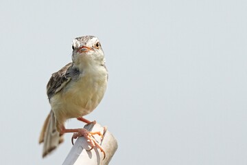 The common warbler inhabits large swamps in the wild in Thailand. © nopwaratch