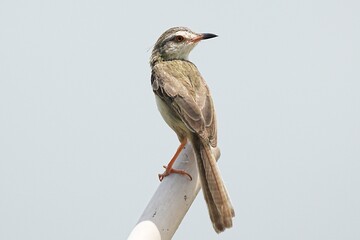 The common warbler inhabits large swamps in the wild in Thailand. © nopwaratch