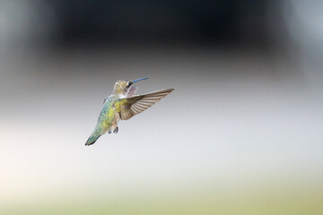 hummingbird in flight © Suzanne