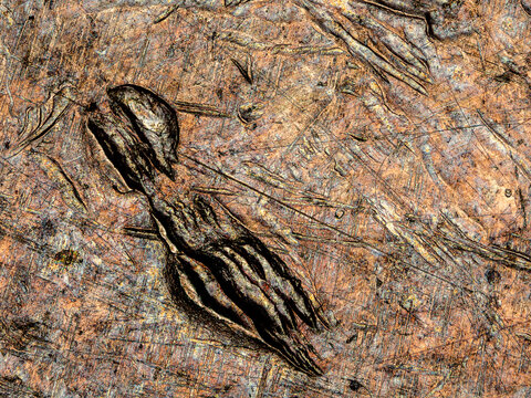 Surface impact mark on a 1974 French 50 francs coin under microscope
