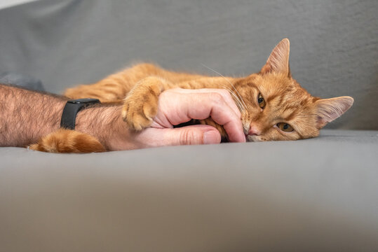 Owner petting playful ginger cat biting hand gently, affectionate moment between pet and person.