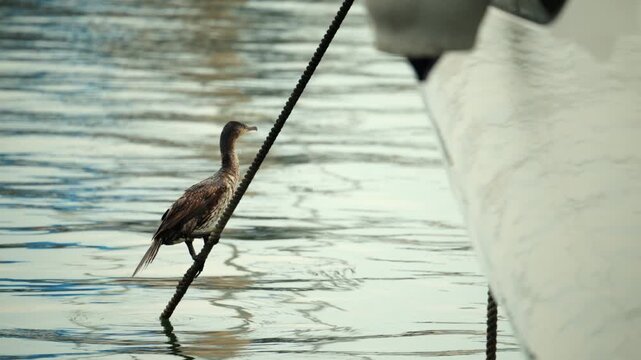 Cormorant standing on a mooring rope near a boat hull. Bird is looking at the tranquil harbor water. Wildlife in an urban marina