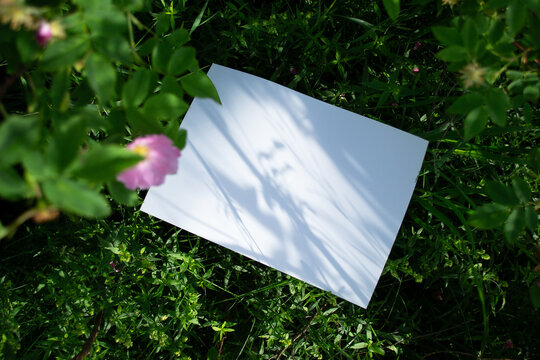 Mockup of white A4 sheet in shrubbery with rosehip flowers with blurred soft focus. Mockup poster in summer colors in shade. White blank presentation design