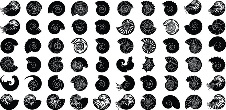Black Ammonite and Nautilus Shell Silhouette Icons Set Isolated on a Clean White Background