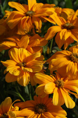 Fototapeta premium bouquet of orange flowers