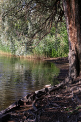 willow tree reflected in calm water in the park © AnneMarie