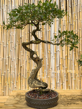 Sample of a buttonwood (binomial name: Conocarpus erectus) trained as bonsai since 1990, on display in shade by a bamboo wall in an ornamental garden in Florida. Motif of artful miniaturization.