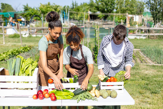 Young farmers sorting fresh organic vegetables and fruits