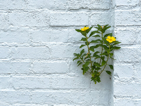 Ramgoat dashalong (binomial name: Turnera ulmifolia), also known as yellow alder, Cuban buttercup, and West Indian holly, with two yellow blossoms, clings to a limewashed garden wall. Street view.