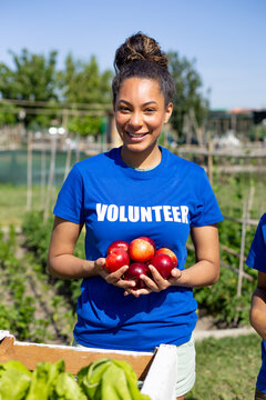 Female volunteer collecting fresh red apples in garden