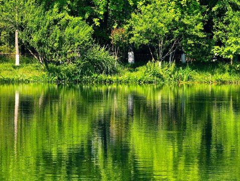 A lush green lake, its surface like a mirror reflecting the surrounding forest.
